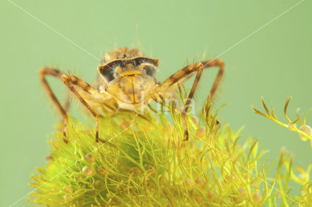 Downy Emerald (Cordulia aenea)