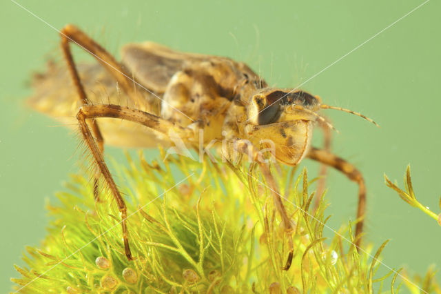 Smaragdlibel (Cordulia aenea)