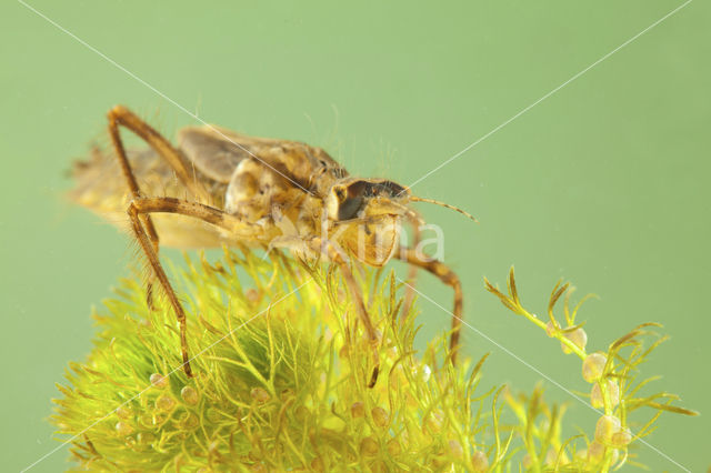 Smaragdlibel (Cordulia aenea)