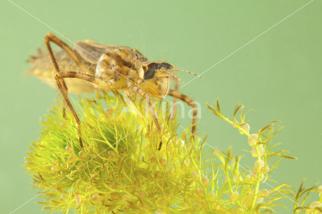 Downy Emerald (Cordulia aenea)