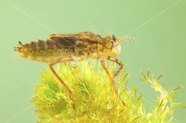 Downy Emerald (Cordulia aenea)