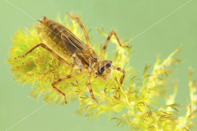 Downy Emerald (Cordulia aenea)