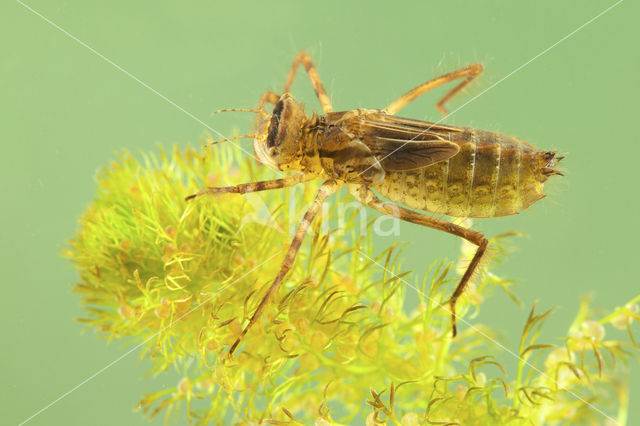 Smaragdlibel (Cordulia aenea)