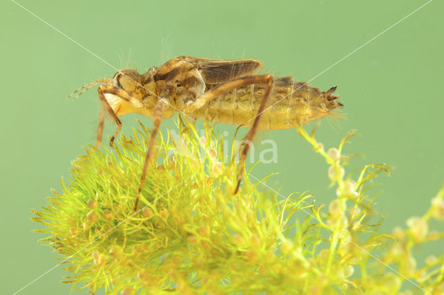 Downy Emerald (Cordulia aenea)