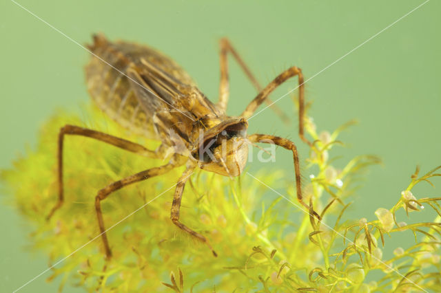 Smaragdlibel (Cordulia aenea)