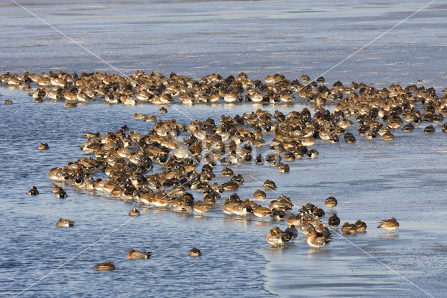 Wigeon (Anas penelope)