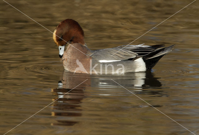 Wigeon (Anas penelope)