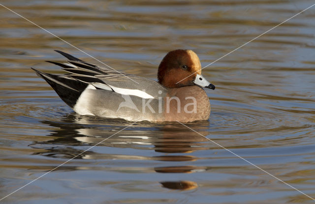 Wigeon (Anas penelope)