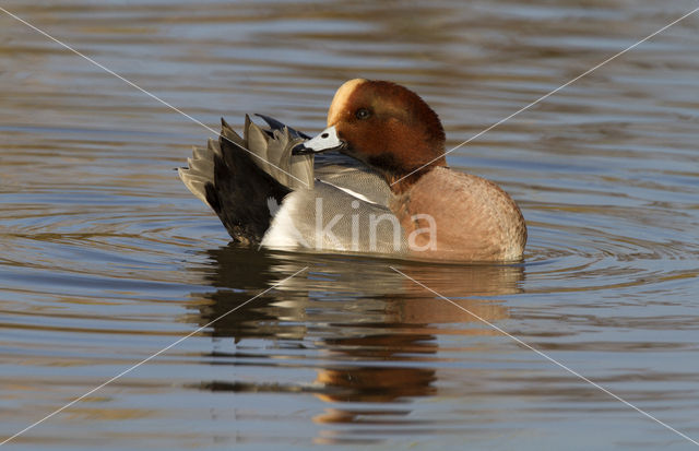 Wigeon (Anas penelope)
