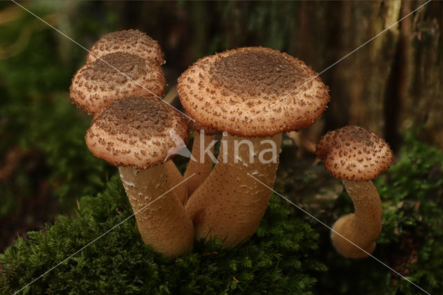 Sombere honingzwam (Armillaria ostoyae)