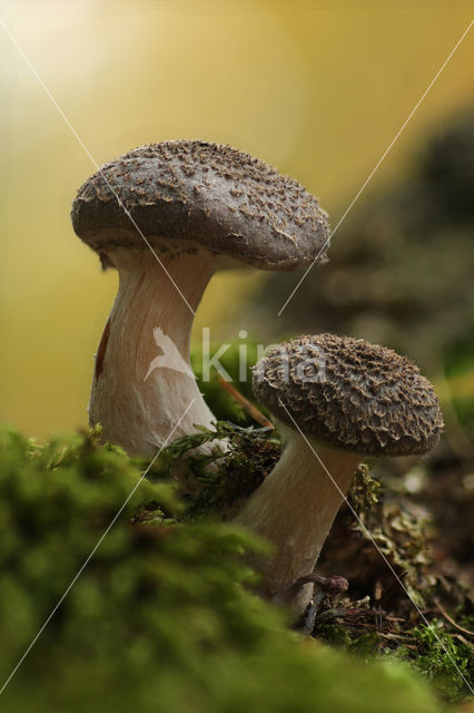 Sombere honingzwam (Armillaria ostoyae)