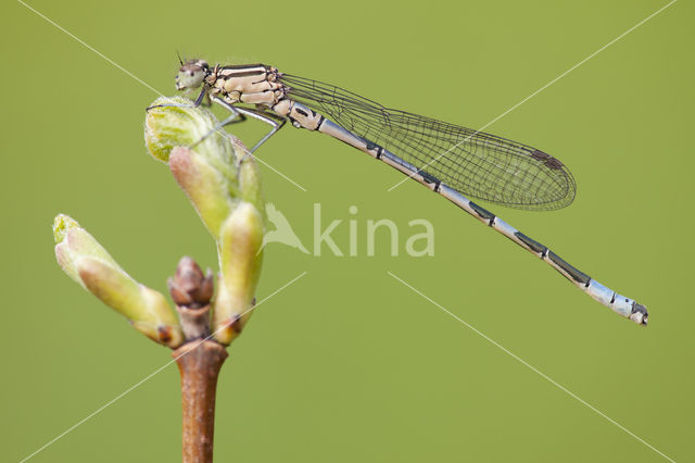 Speerwaterjuffer (Coenagrion hastulatum)