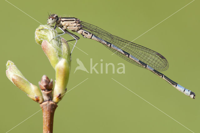 Speerwaterjuffer (Coenagrion hastulatum)