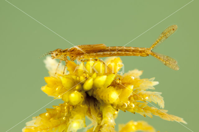 Speerwaterjuffer (Coenagrion hastulatum)