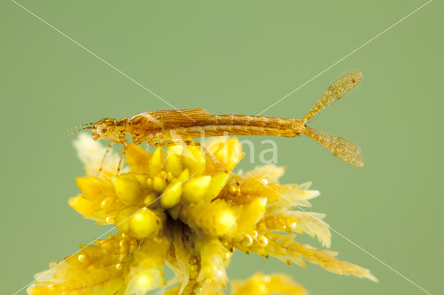 Speerwaterjuffer (Coenagrion hastulatum)