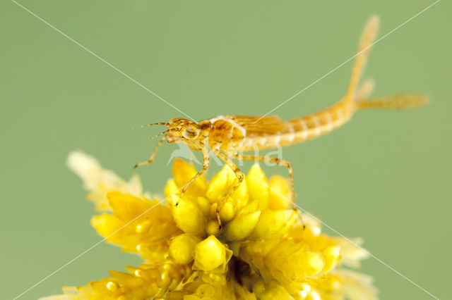 Speerwaterjuffer (Coenagrion hastulatum)