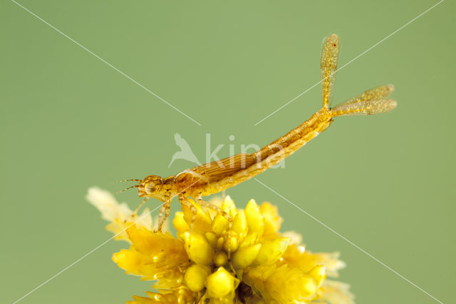 Speerwaterjuffer (Coenagrion hastulatum)