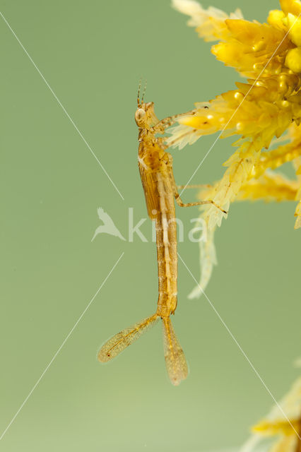 Speerwaterjuffer (Coenagrion hastulatum)