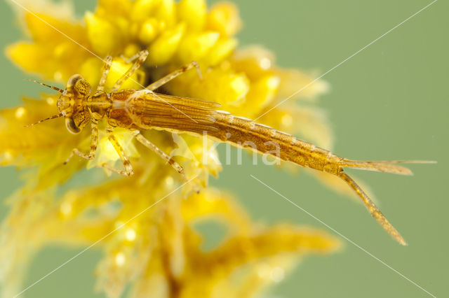 Speerwaterjuffer (Coenagrion hastulatum)