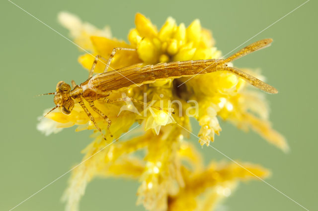 Speerwaterjuffer (Coenagrion hastulatum)