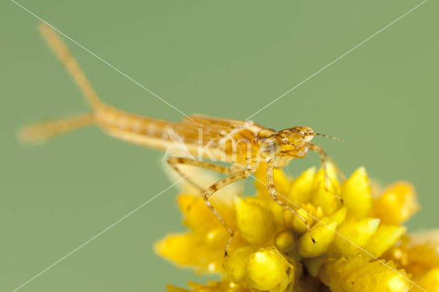 Speerwaterjuffer (Coenagrion hastulatum)