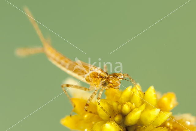 Speerwaterjuffer (Coenagrion hastulatum)