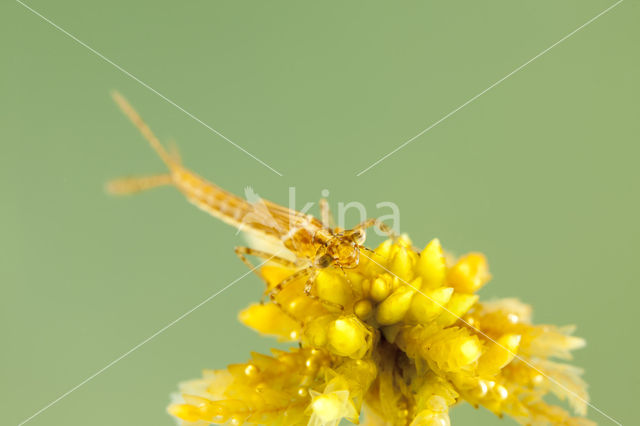 Speerwaterjuffer (Coenagrion hastulatum)