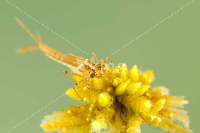 Northern Damselfly (Coenagrion hastulatum)