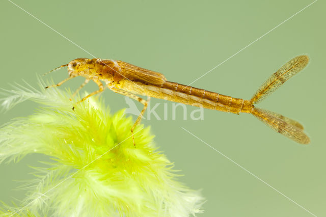 Speerwaterjuffer (Coenagrion hastulatum)