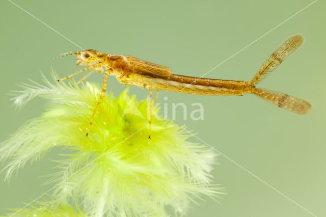 Speerwaterjuffer (Coenagrion hastulatum)