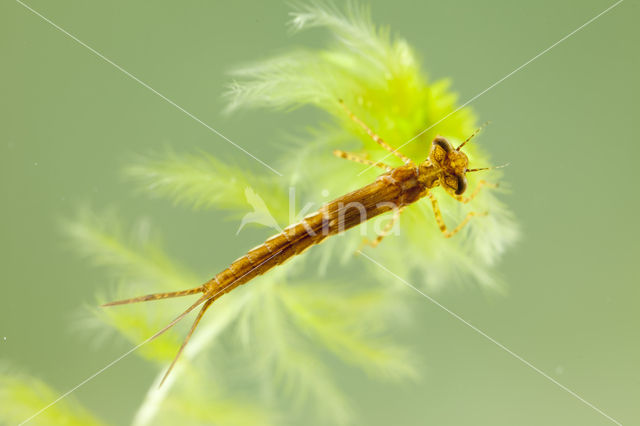 Speerwaterjuffer (Coenagrion hastulatum)