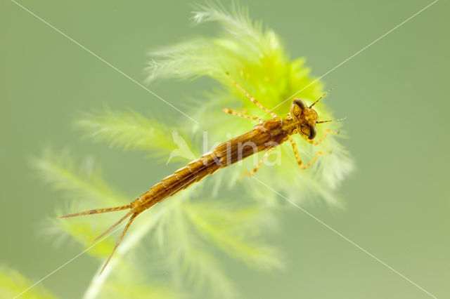 Northern Damselfly (Coenagrion hastulatum)