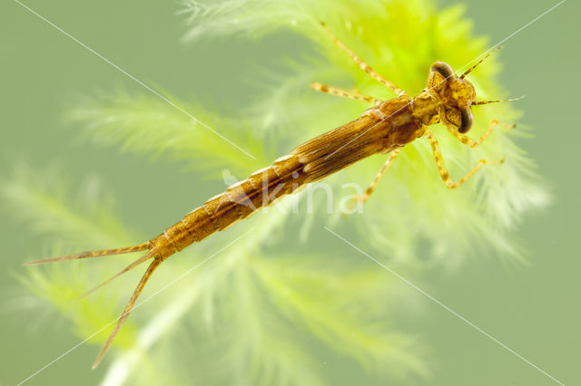 Speerwaterjuffer (Coenagrion hastulatum)