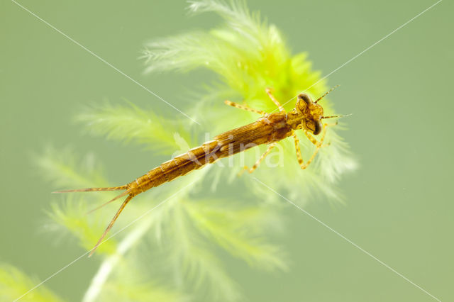 Speerwaterjuffer (Coenagrion hastulatum)