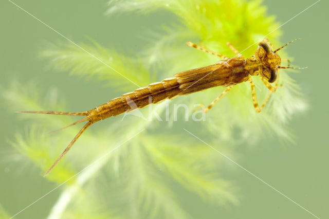 Northern Damselfly (Coenagrion hastulatum)