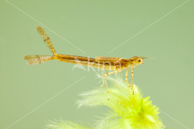 Northern Damselfly (Coenagrion hastulatum)