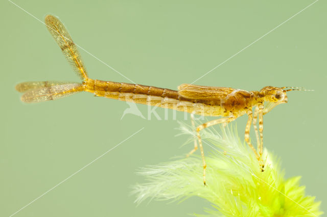 Speerwaterjuffer (Coenagrion hastulatum)