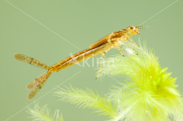 Speerwaterjuffer (Coenagrion hastulatum)