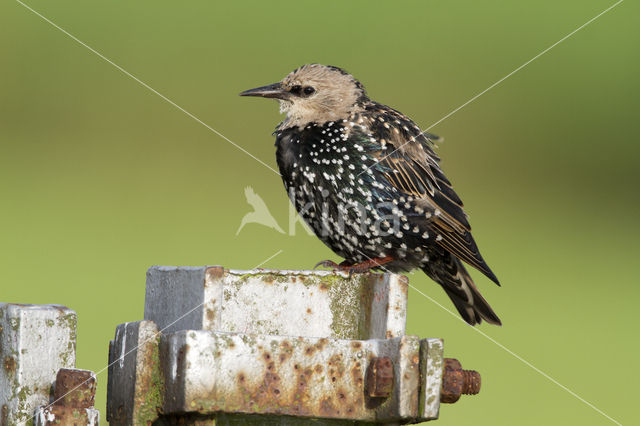 Spreeuw (Sturnus vulgaris)