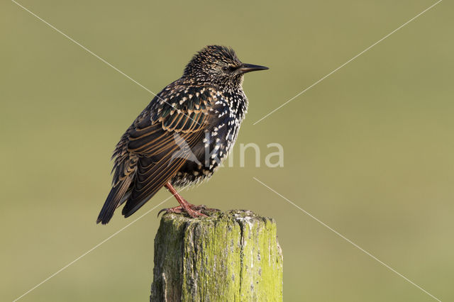 European Starling (Sturnus vulgaris)