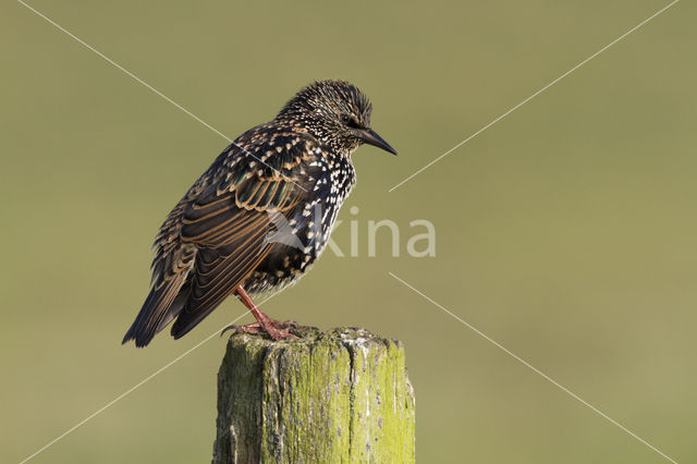 European Starling (Sturnus vulgaris)