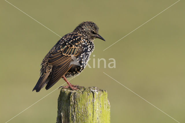 Spreeuw (Sturnus vulgaris)