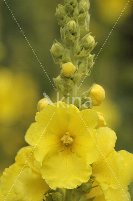 Denseflowered Mullein (Verbascum densiflorum)