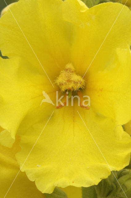 Denseflowered Mullein (Verbascum densiflorum)