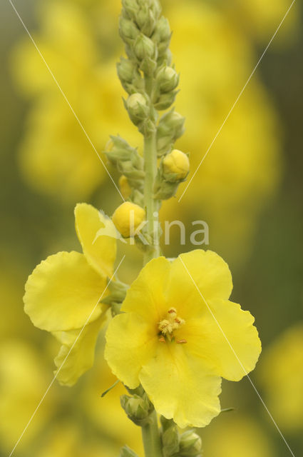 Denseflowered Mullein (Verbascum densiflorum)