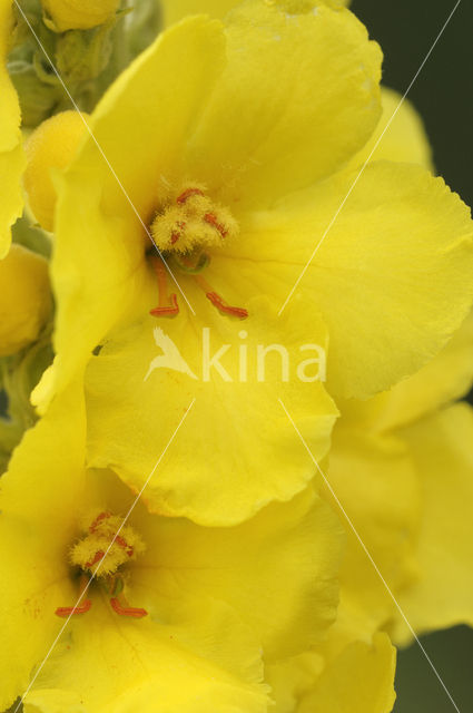 Denseflowered Mullein (Verbascum densiflorum)