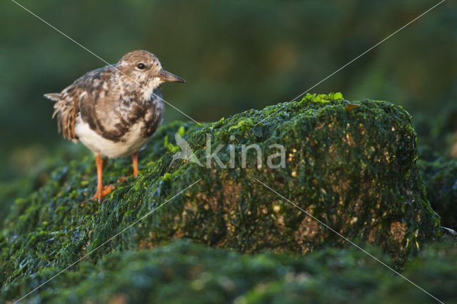 Steenloper (Arenaria interpres)