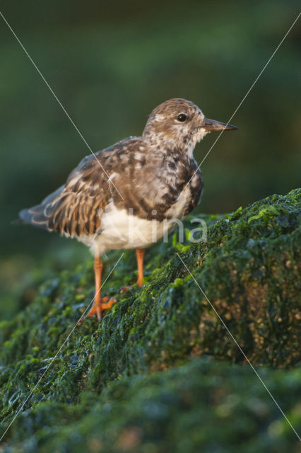 Steenloper (Arenaria interpres)