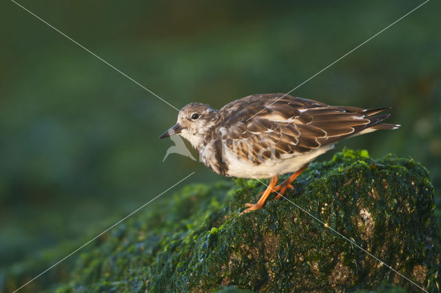 Steenloper (Arenaria interpres)