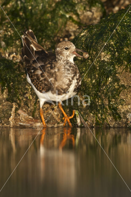 Steenloper (Arenaria interpres)